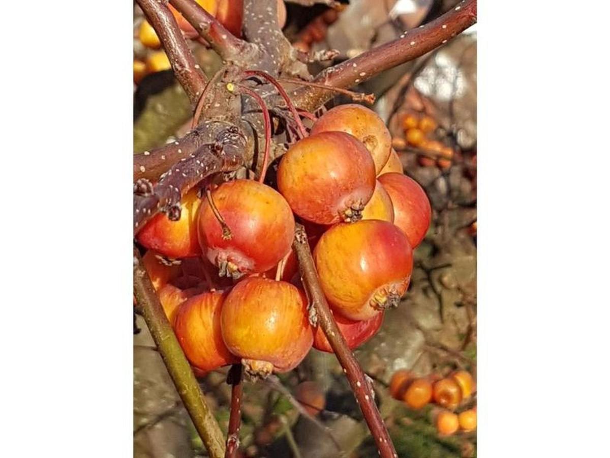 Bischoffingen Feriendomizil Bergamini 아파트 외부 사진
