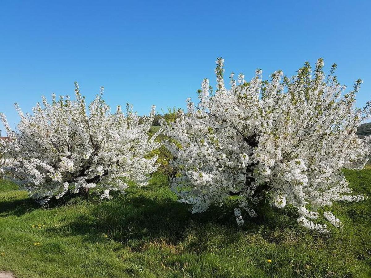 Bischoffingen Feriendomizil Bergamini 아파트 외부 사진