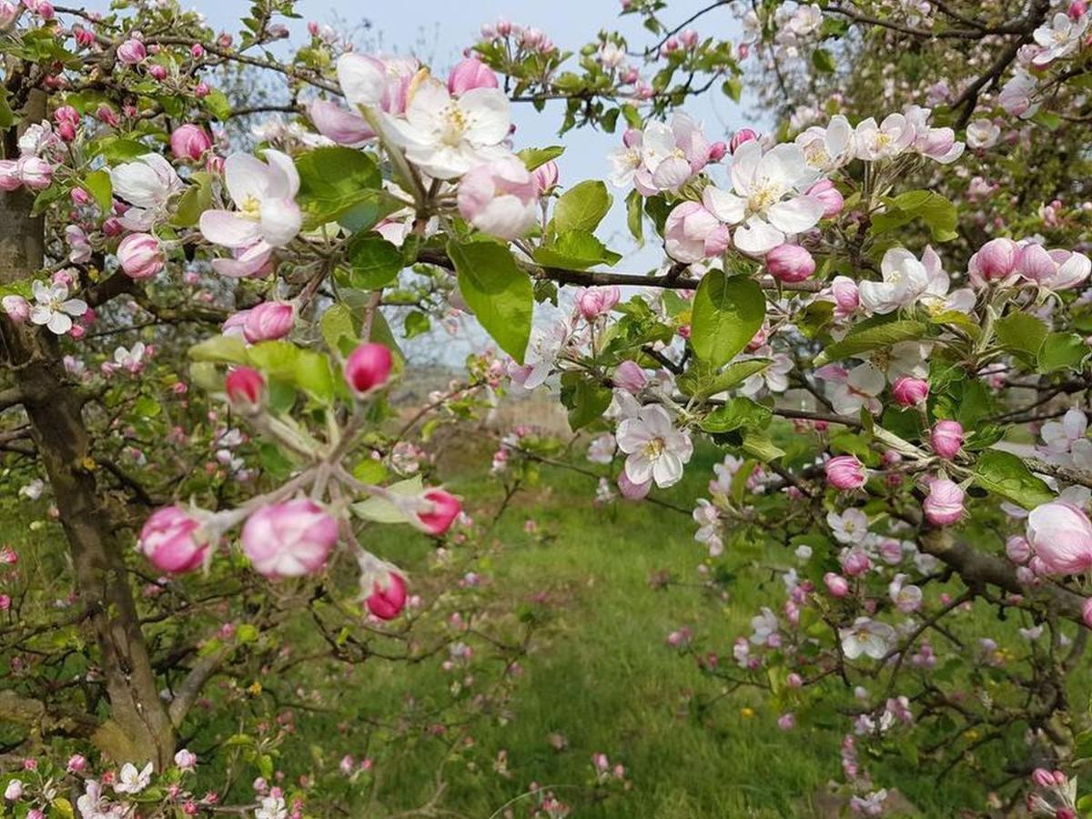 Bischoffingen Feriendomizil Bergamini 아파트 외부 사진
